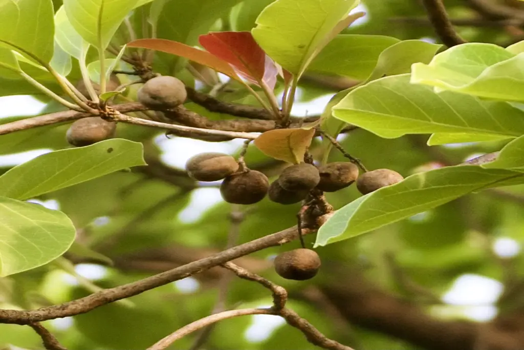 بلیله Terminalia bellirica