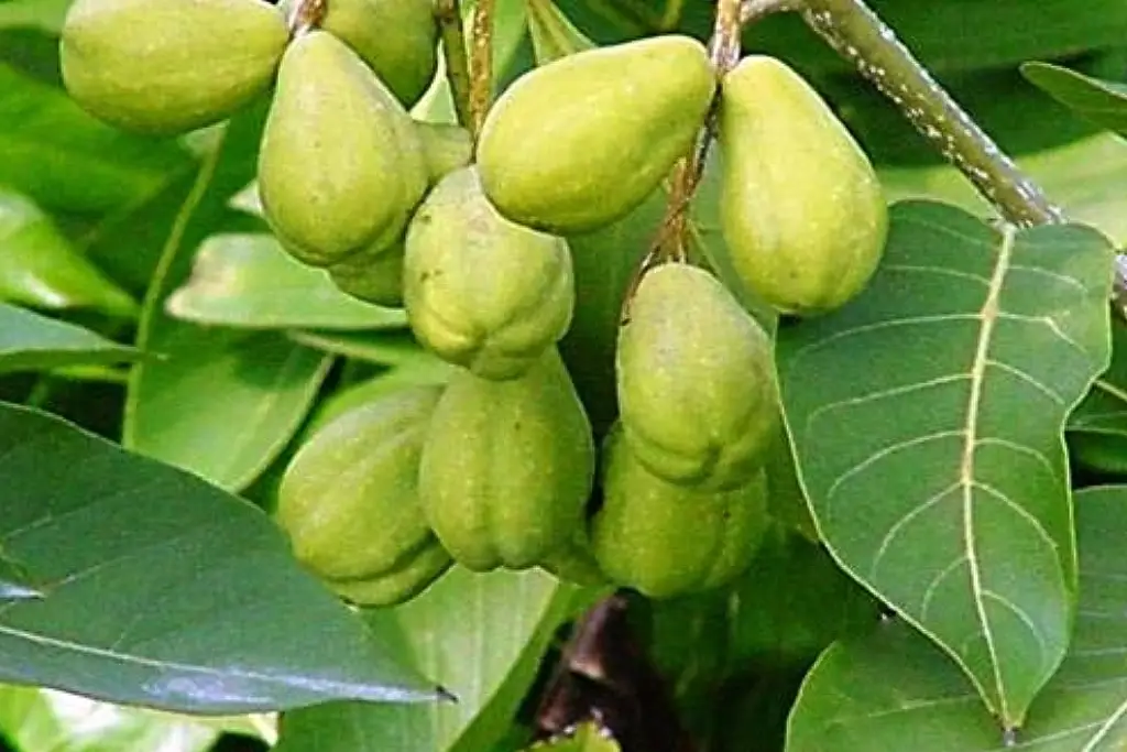 هلیله Terminalia chebula