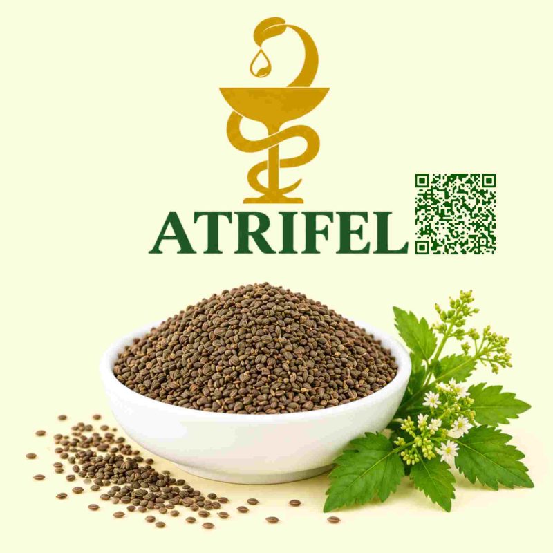 بذر کرفس