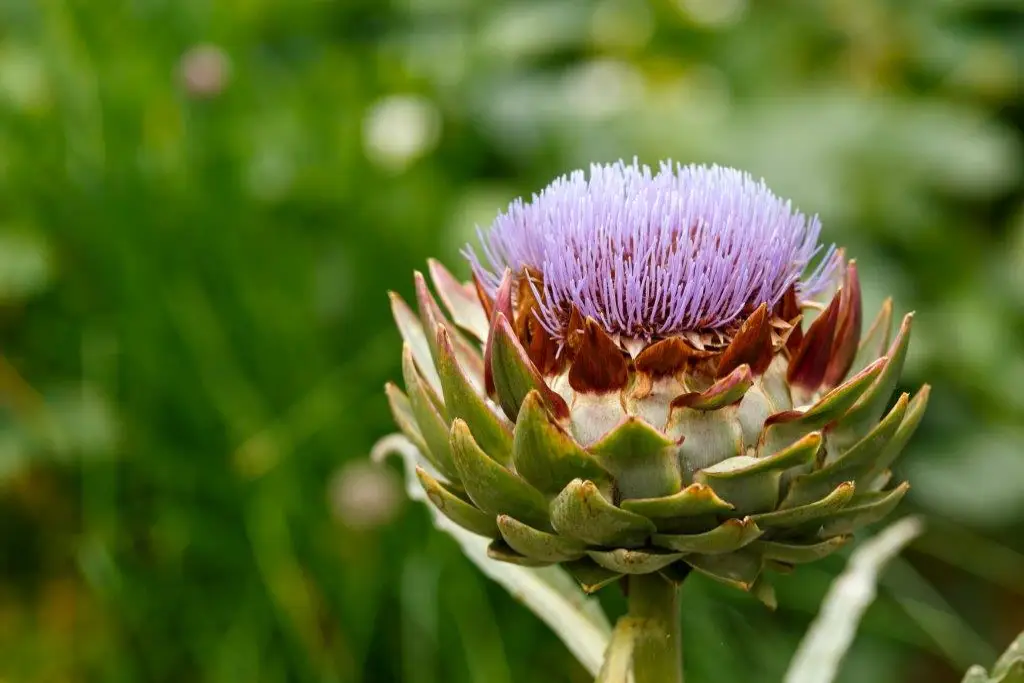 خواص آرتیشو (کنگر فرنگی)، شناخت گیاه(Cynara scolymus) و مضرات آن