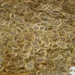انجدان رومی(Levisticum officinale) و خواص آن