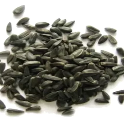 عکس، قیمت و خرید بذر بالنگو(Lallemantia Seed) و خواص آن