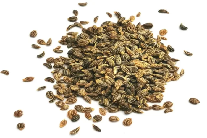 عکس، قیمت و خرید بذر جعفری(Petroselinum crispum) و خواص آن