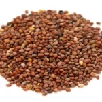 عکس، قیمت و خرید بذر شلغم(turnip seeds) و خواص آن