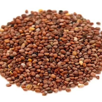 عکس، قیمت و خرید بذر شلغم(turnip seeds) و خواص آن