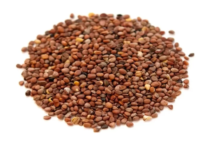 عکس، قیمت و خرید بذر شلغم(turnip seeds) و خواص آن