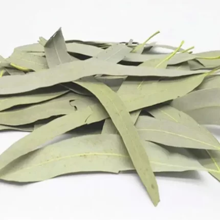 عکس، قیمت و خرید برگ اکالیپتوس(Eucalyptus) و خواص آن