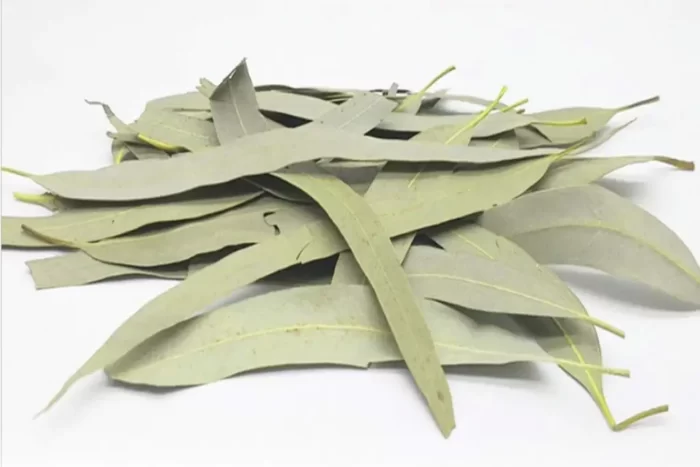 عکس، قیمت و خرید برگ اکالیپتوس(Eucalyptus) و خواص آن