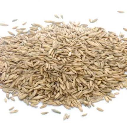 جو دوسر(Avena sativa) و خواص آن