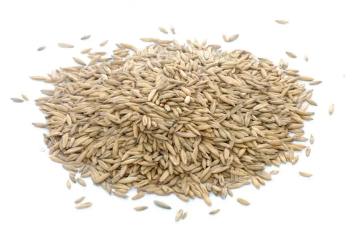 جو دوسر(Avena sativa) و خواص آن