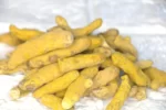 زردچوبه قلم(Curcuma longa) و خواص آن