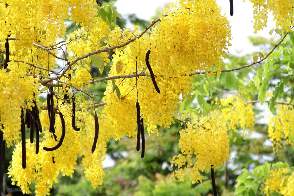 خواص فلوس، شناخت گیاه(Cassia fistula) و مضرات آن