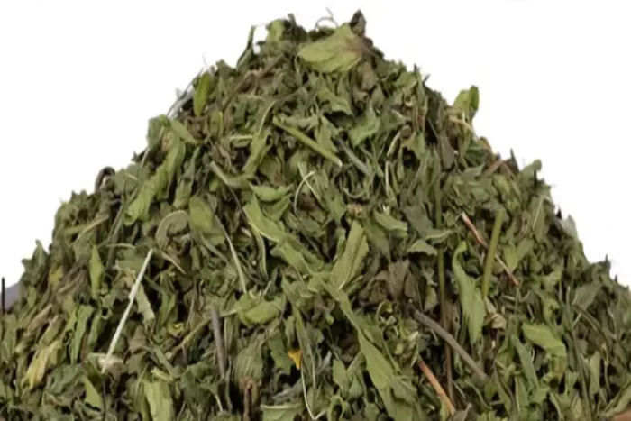 نعنا فلفلی(Mentha piperita) و خواص آن