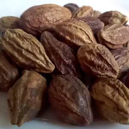 عکس، قیمت و خرید هلیله کابلی(Terminalia chebula) و خواص آن