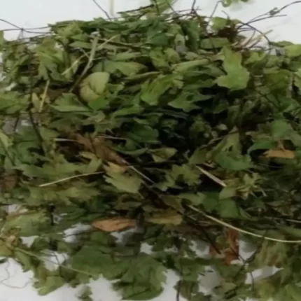 عکس، قیمت و خرید پرسیاوشان(Adiantum capillus veneris) و خواص آن