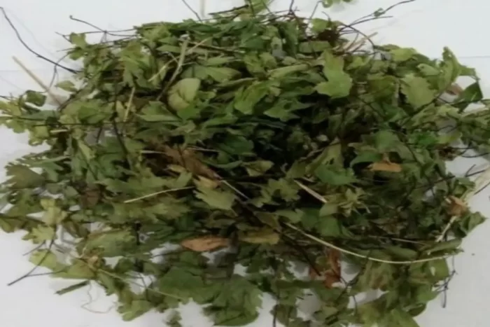 عکس، قیمت و خرید پرسیاوشان(Adiantum capillus veneris) و خواص آن