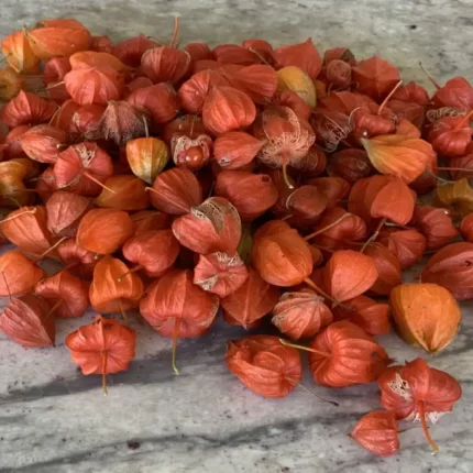 کاکنج(Physalis) و خواص آن