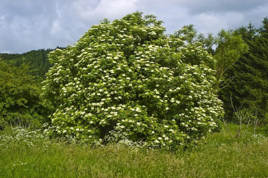 خواص کشمش کولی(Sambucus nigra)(آقطی سیاه)