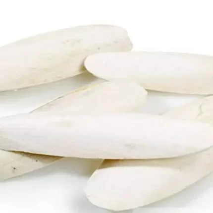 عکس، قیمت و خرید کف دریا(Cuttlebone) و خواص آن