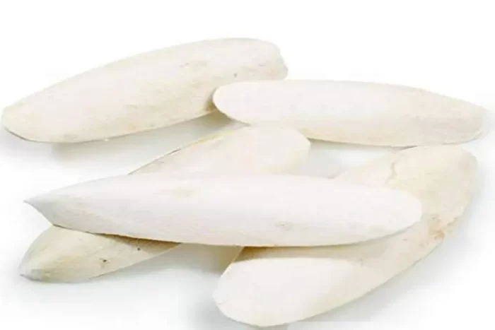 عکس، قیمت و خرید کف دریا(Cuttlebone) و خواص آن