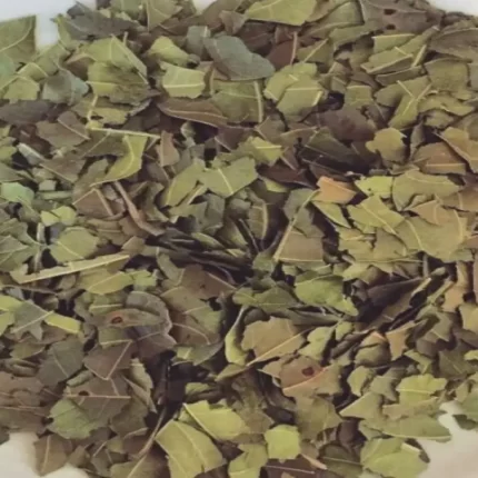 عکس، قیمت و خرید برگ انبه(Mangifera leaf) و خواص آن