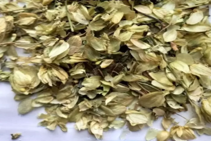 عکس، قیمت و خرید رازک(Humulus lupulus) و خواص آن