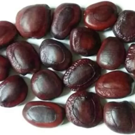 عکس، قیمت و خرید هسته تمر هندی(Tamarindus indica kernel) و خواص آن