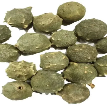 عکس، قیمت و خرید مازو(Quercus infectoria) و خواص آن