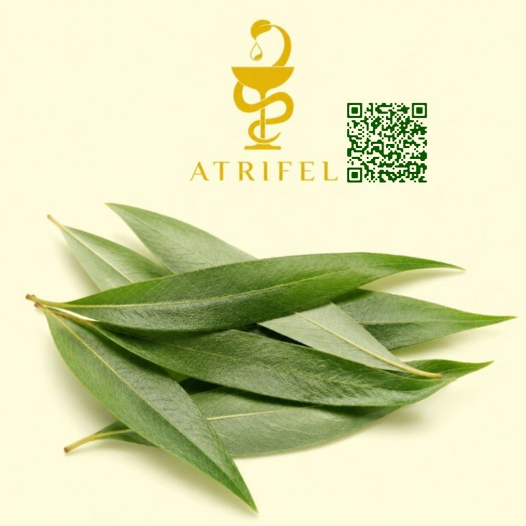 برگ بید